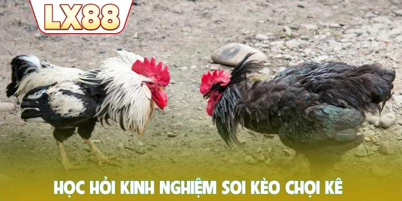 Học hỏi kinh nghiệm soi kèo chọi kê
