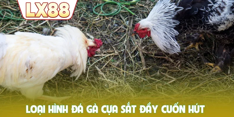 Loại hình đá gà cựa sắt đầy cuốn hút